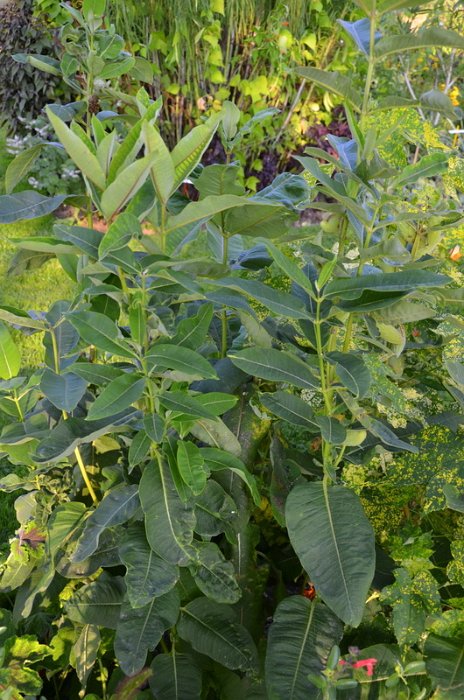 Asclepias syriaca (2)